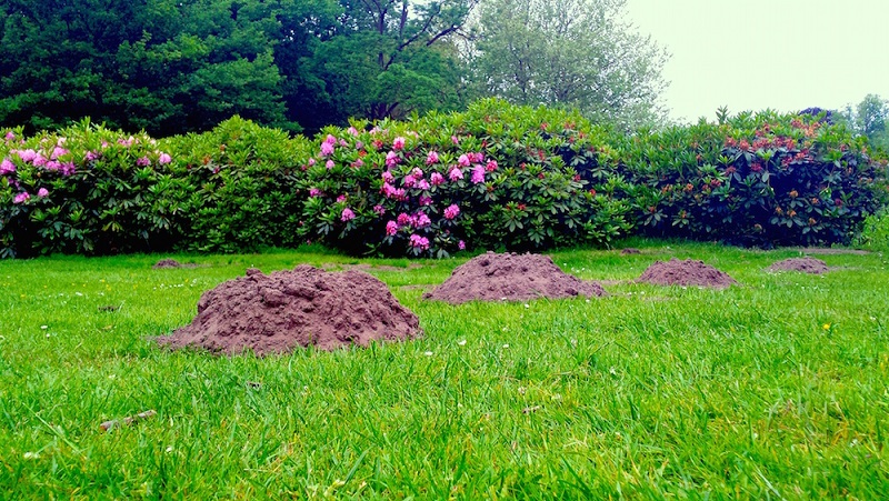 Mollen in de tuin