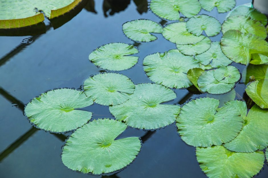 vijver in de tuin